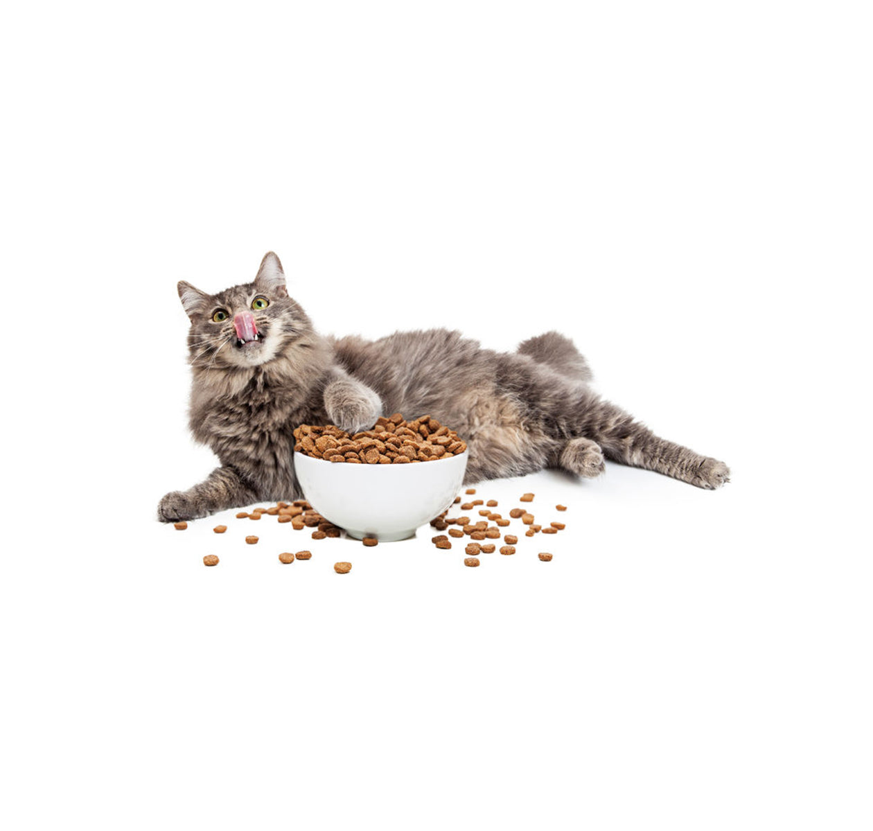 A bowls & feeders
