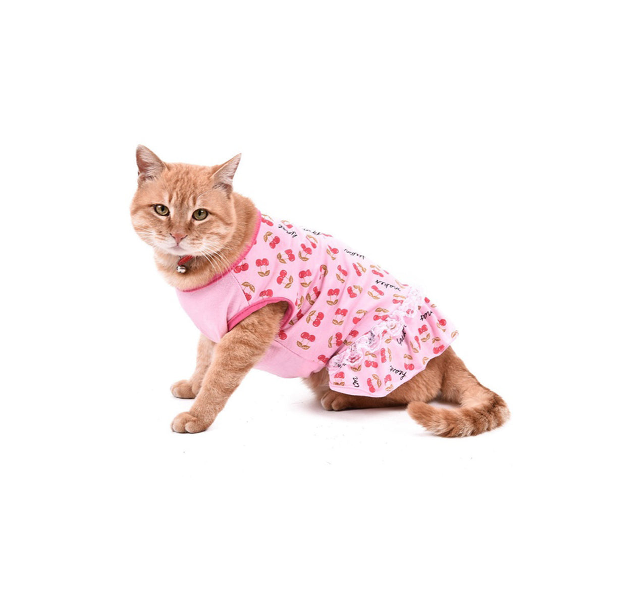 Cat for clothing