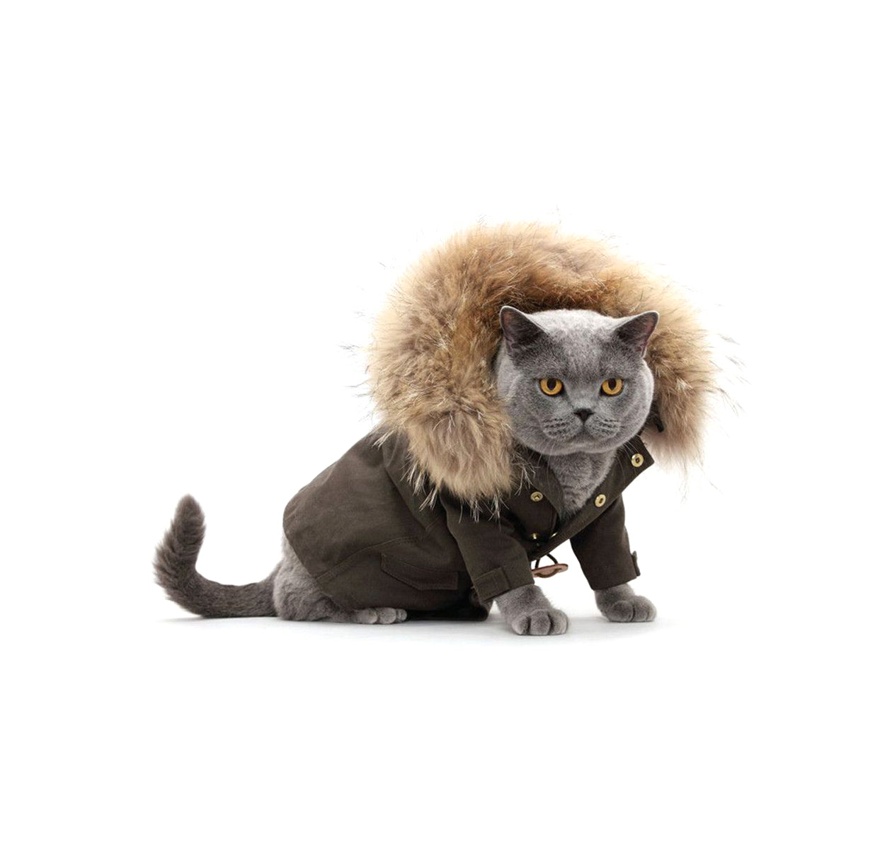 Cat for clothing